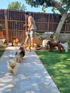 פנסיון לכלבים, פנסיון כלבים, טיפול בכלבים