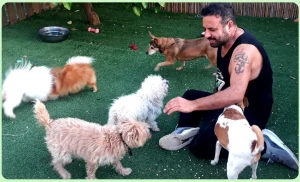 פנסיון לכלבים, פנסיון כלבים, כלבים באירוח פנסיון