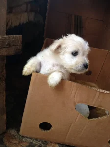  גדר אילוף, הילס אוכל לכלבים, גורי כלבים