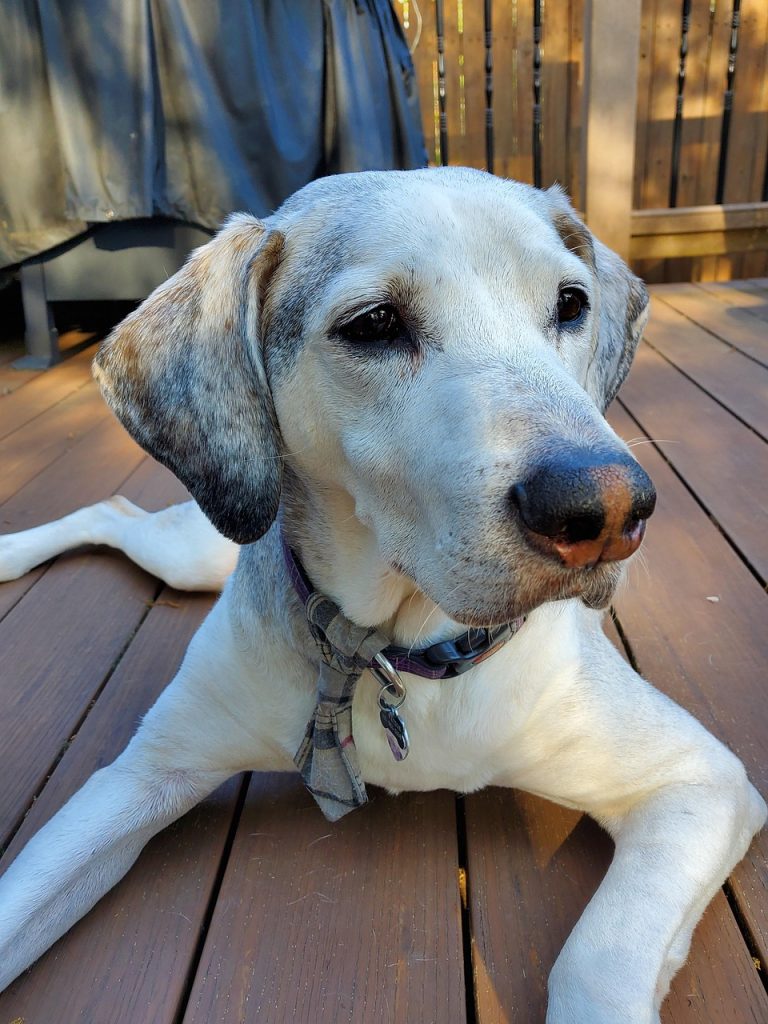 אוכל לכלבים מבוגרים, חנות חיות, אנימל שופ