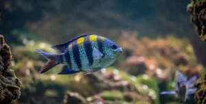 טיפים לגידול דגים, טיפול בדגים, אוכל לדגים