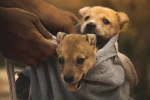אימוץ כלב מהמקלט, פעילויות לכלבים, כלב גור, כלב בוגר, כלב לאימוץ